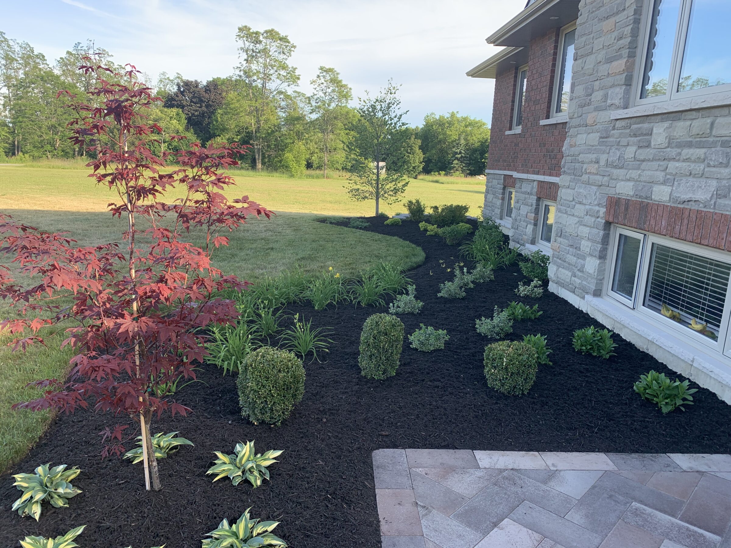 A well-maintained garden with red maple, neatly arranged shrubs, and mulched flowerbed beside a stone-brick house, adjacent to a grassy field.