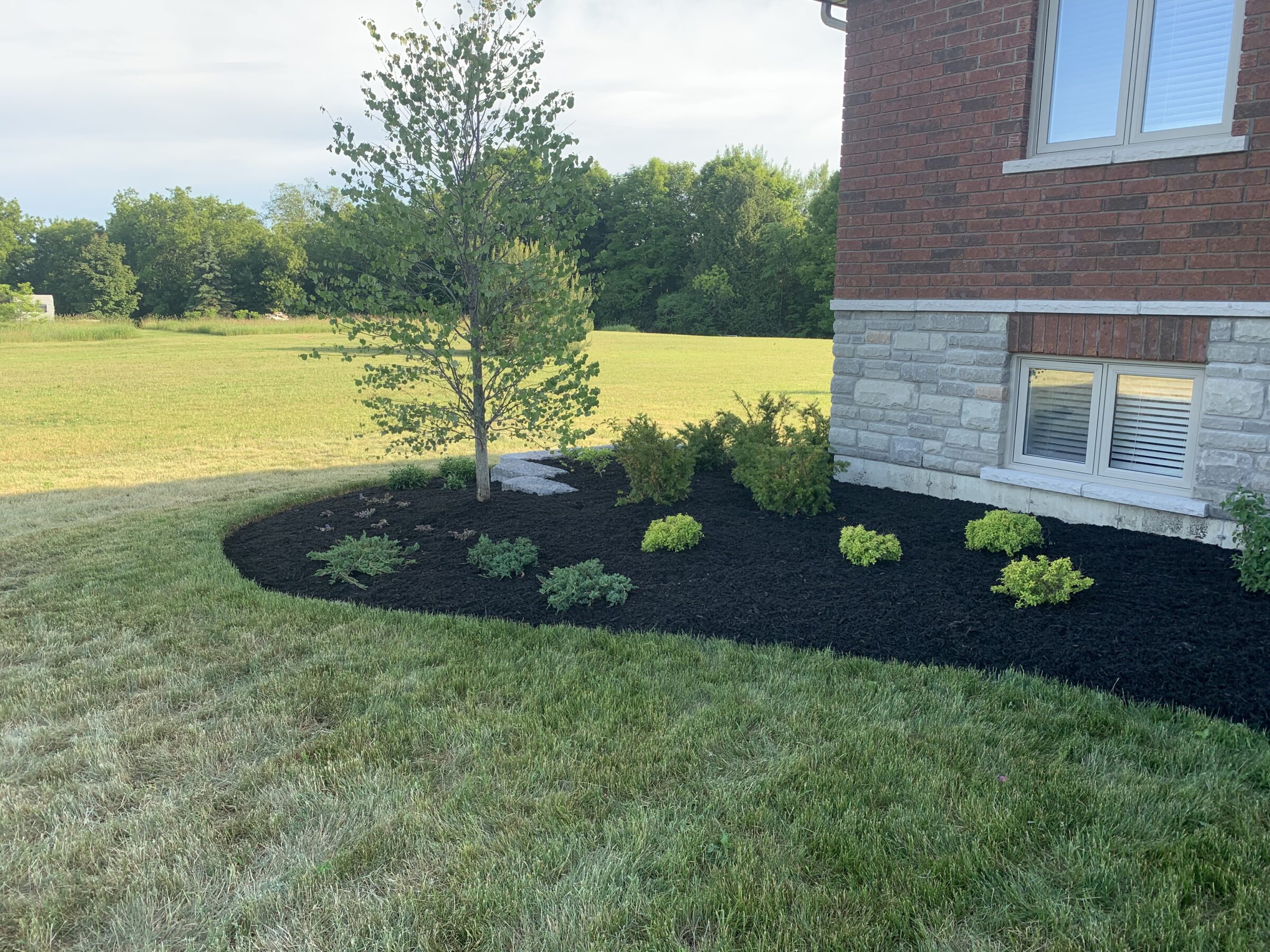 A landscaped garden with mulch, small shrubs, and a young tree beside a brick house, surrounded by an expansive grassy field.