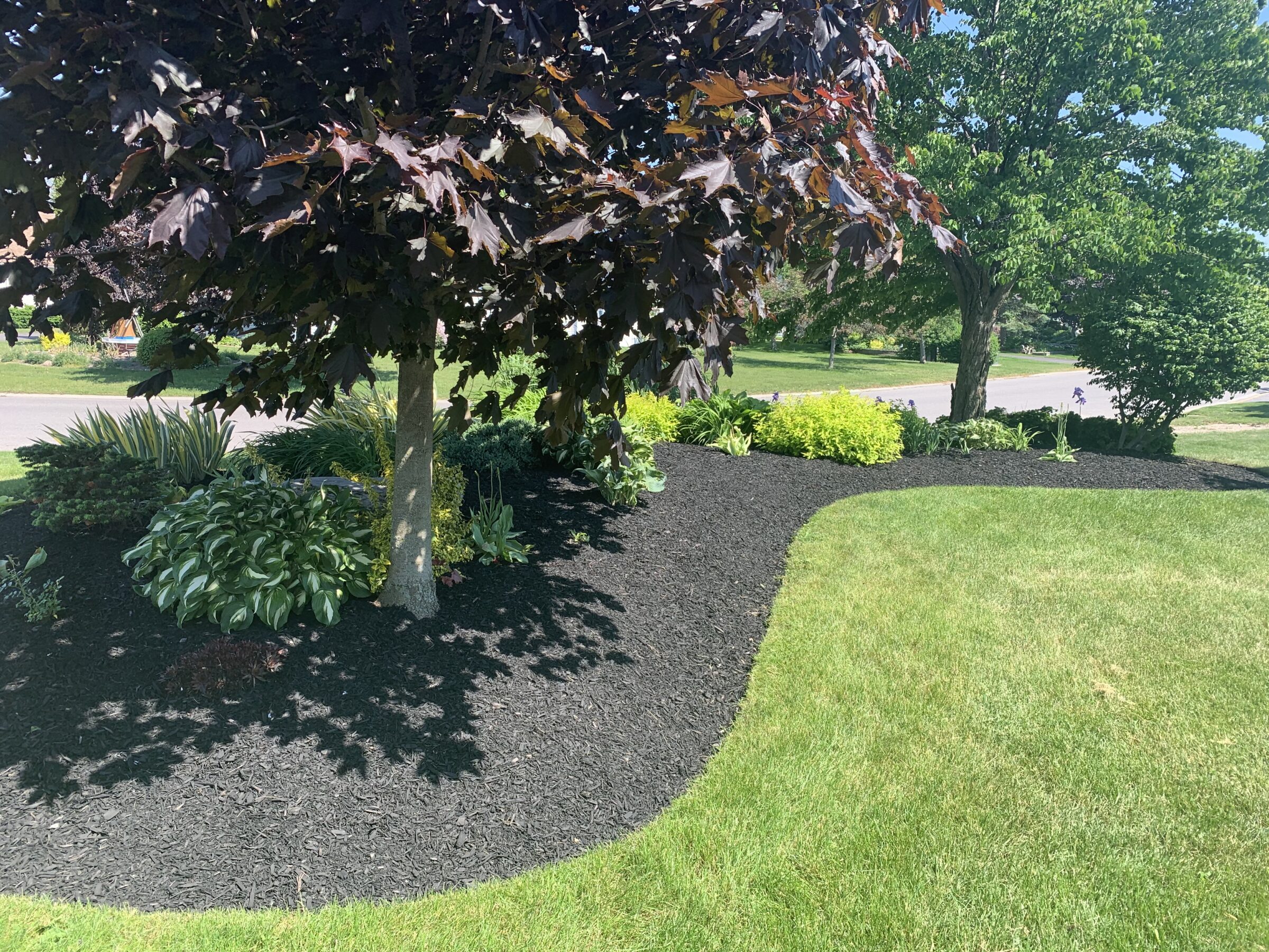 A well-maintained garden with lush green grass, diverse plants, and mulched flowerbeds under trees on a sunny day in a suburban area.