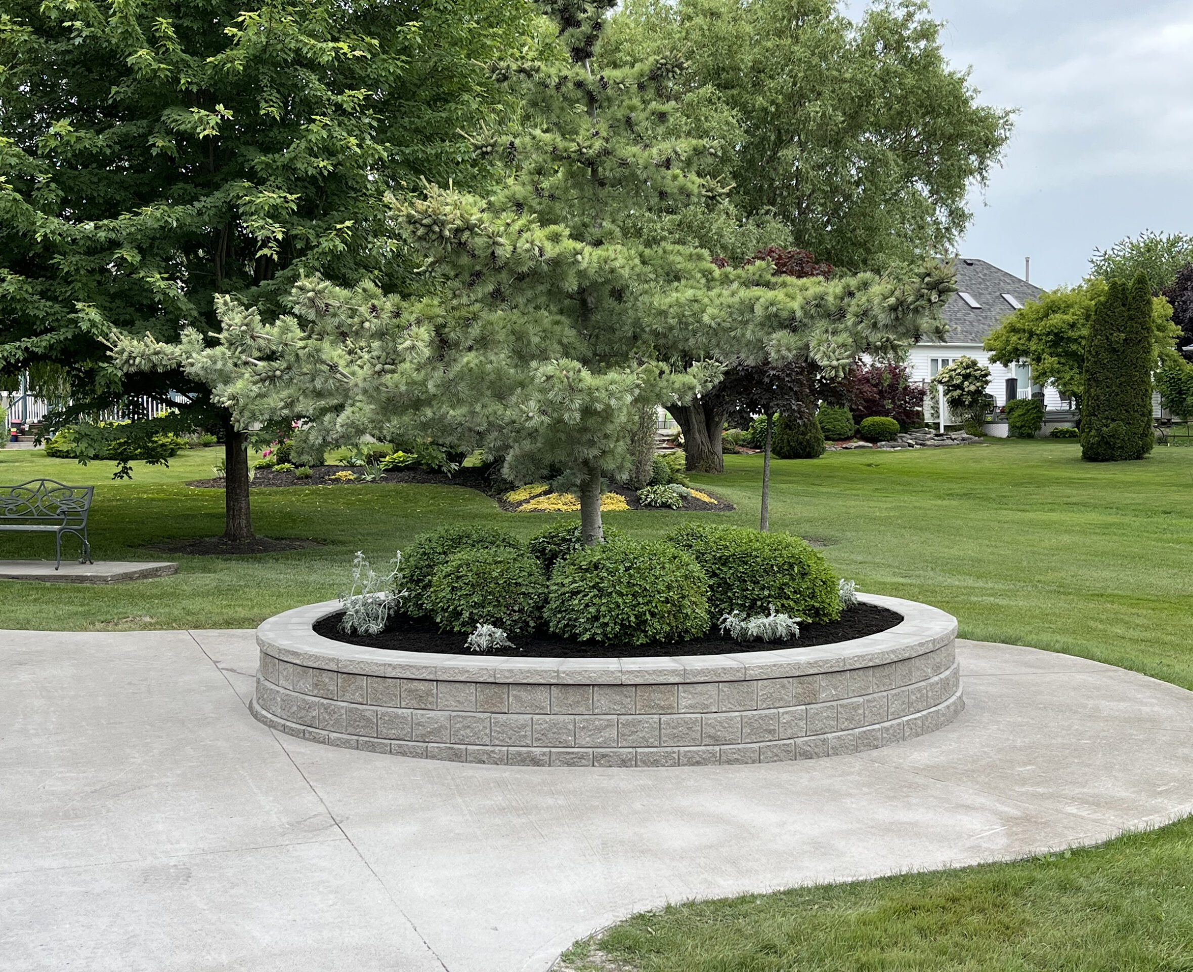 A landscaped garden with a young pine tree on a raised stone bed, surrounded by a lush lawn and a white house in the background.