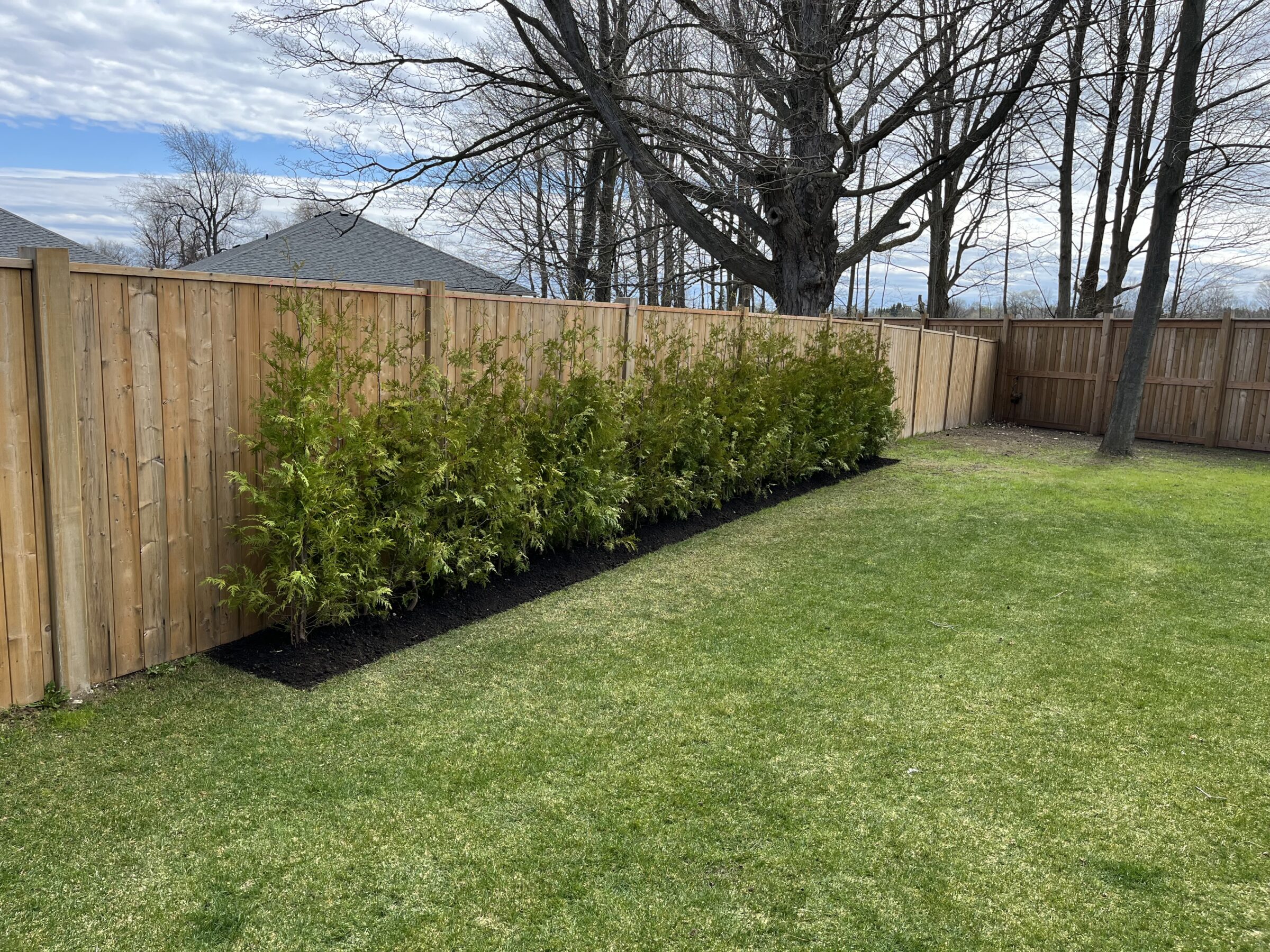 A well-maintained backyard with a wooden fence, green lawn, row of bushes, and leafless trees under a partly cloudy sky.
