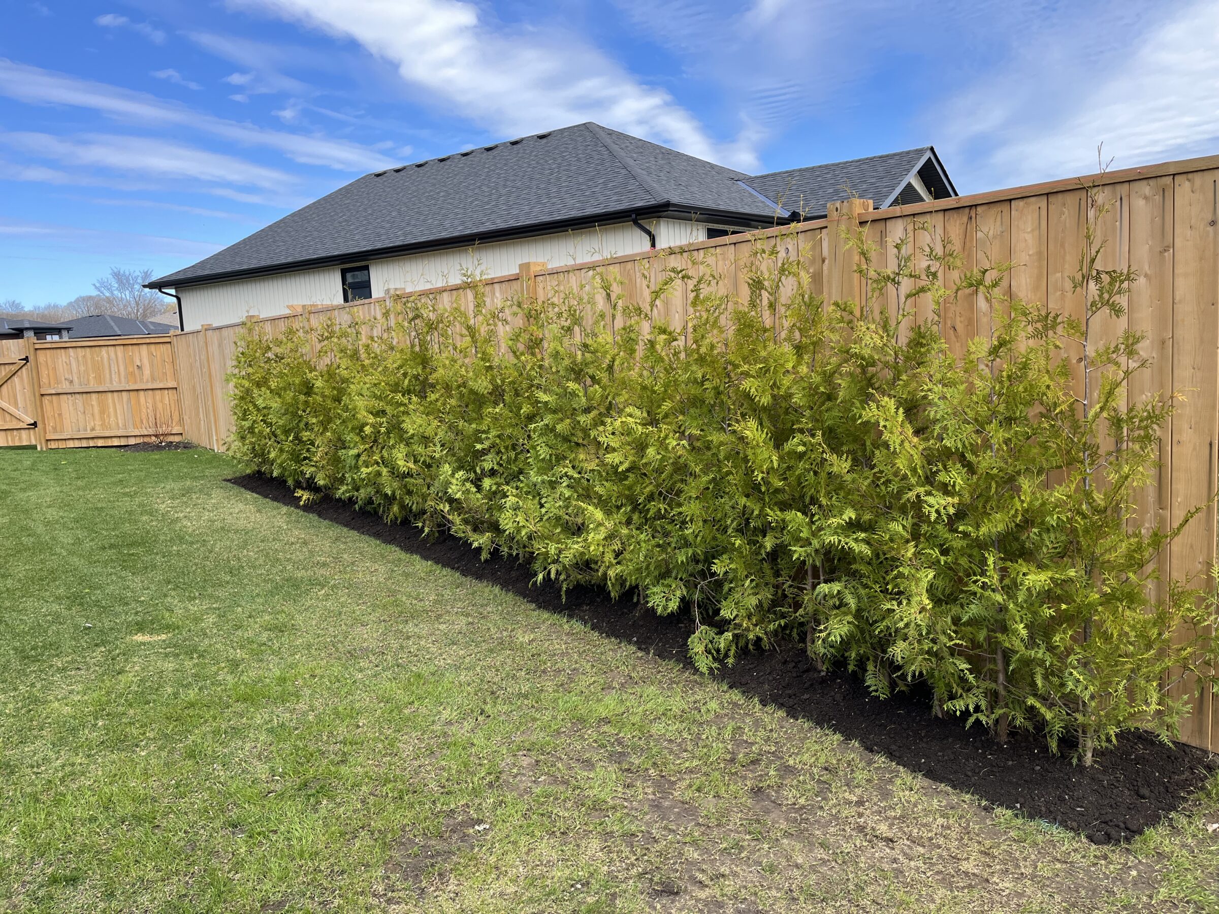 A wooden fence surrounds a backyard with a row of green shrubs. A small, black-roofed house is visible under a blue sky.