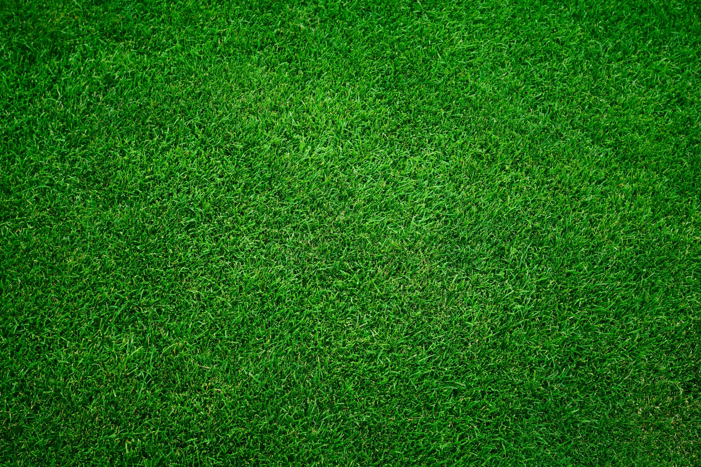 Bright green grass covers the entire image, showcasing a lush, vibrant lawn with evenly trimmed blades and a rich, natural texture.