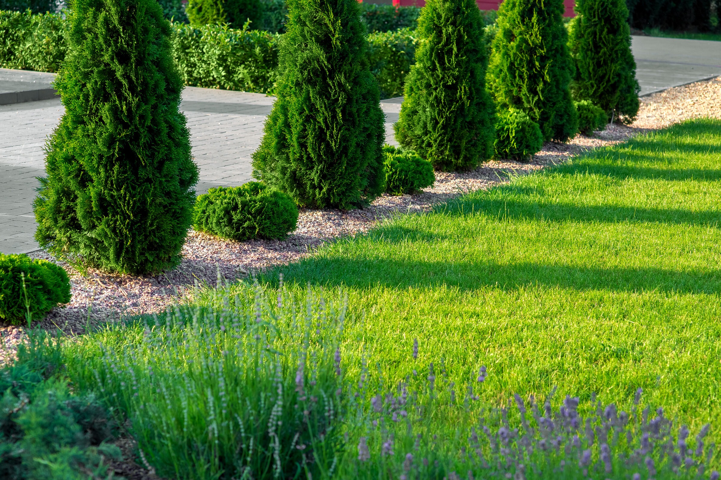 A row of neatly trimmed evergreen trees lines a landscaped garden with lush green grass and small lavender plants under a clear, sunny sky.
