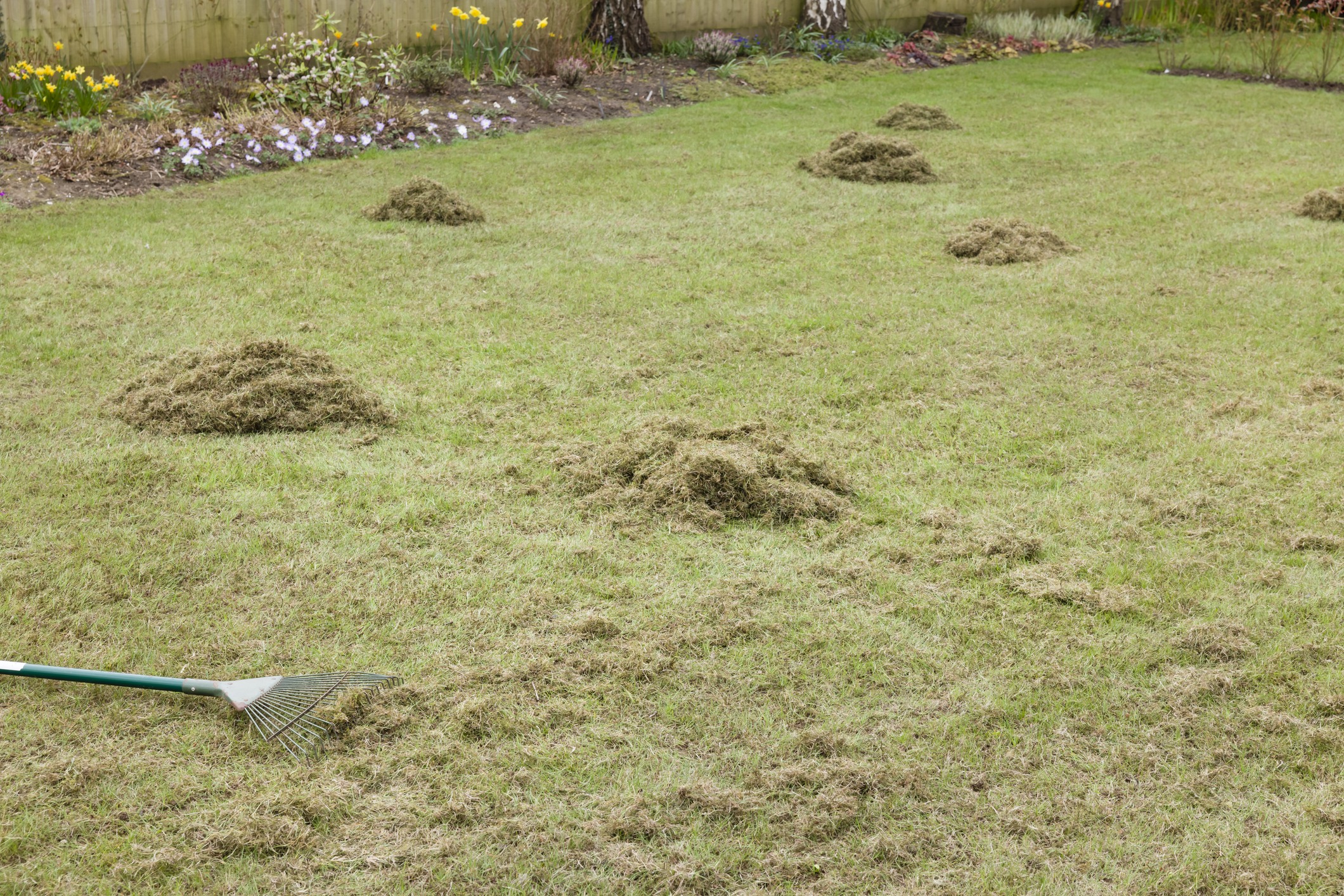 Freshly raked lawn with piles of grass, bordered by flowerbeds and a wooden fence. A metal rake lies on the lawn.
