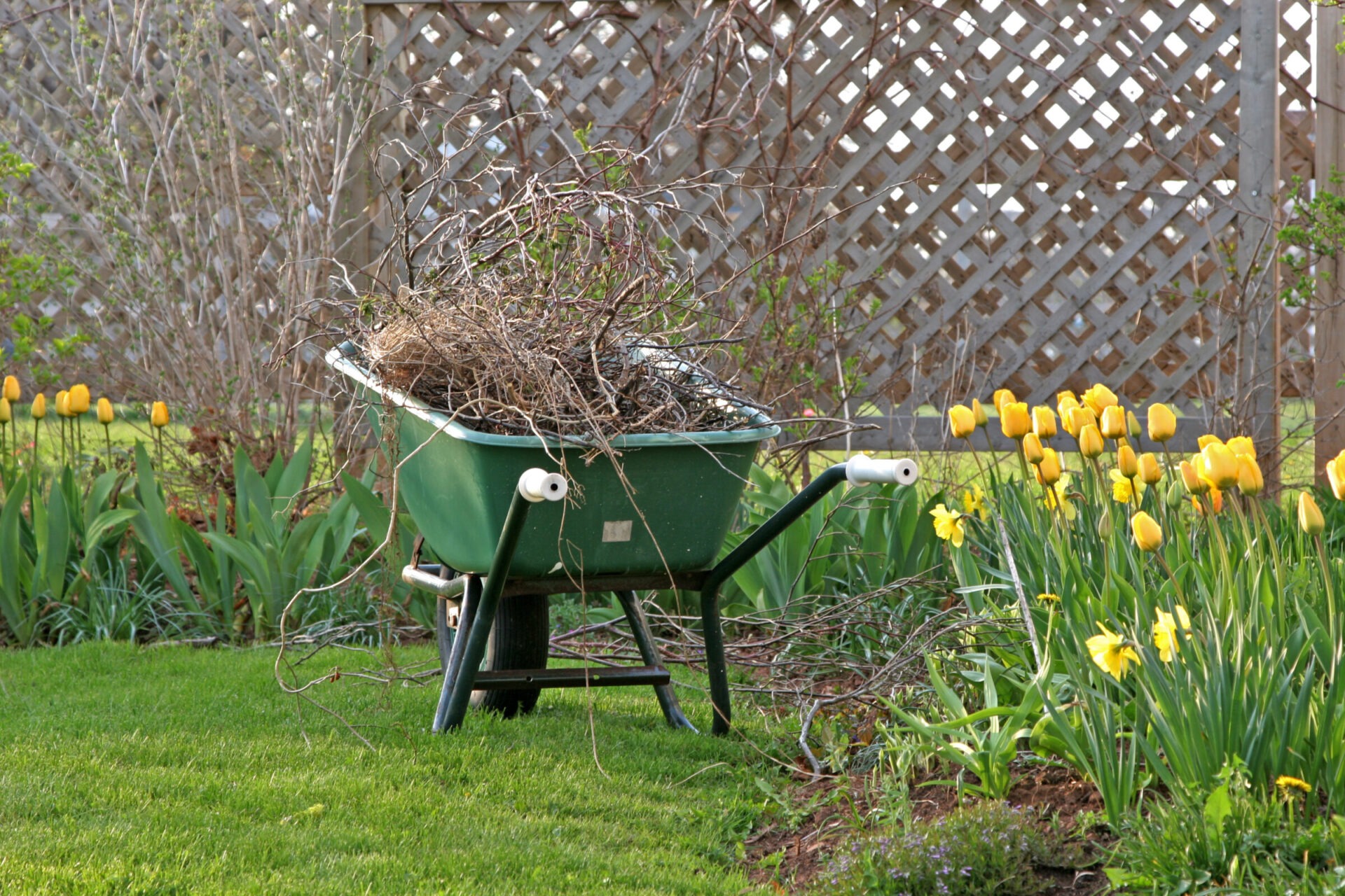 A green wheelbarrow full of branches in a garden with blooming yellow tulips and a wooden lattice fence in the background.