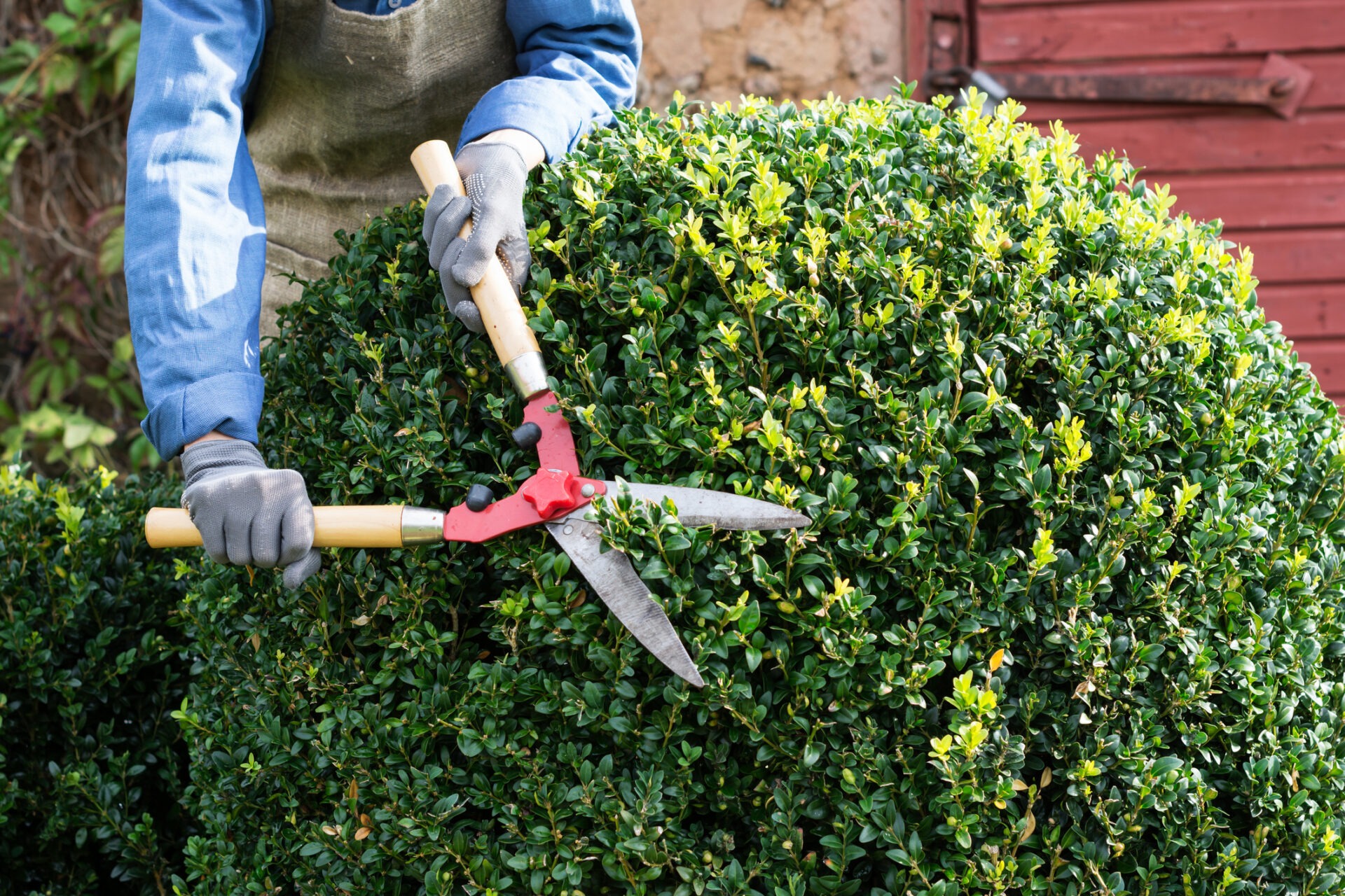 A person trims a bush with pruning shears in a garden, wearing gloves and denim shirt, against a wooden background.